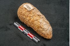 Foto (Seitenansicht) von Plantae indet.  (NHMW-GEO-2024-0188-11574)